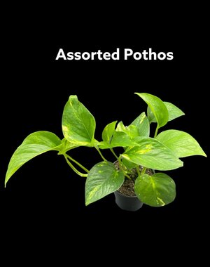  3.5" Assorted Pothos