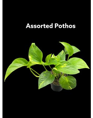  3.5" Assorted Pothos
