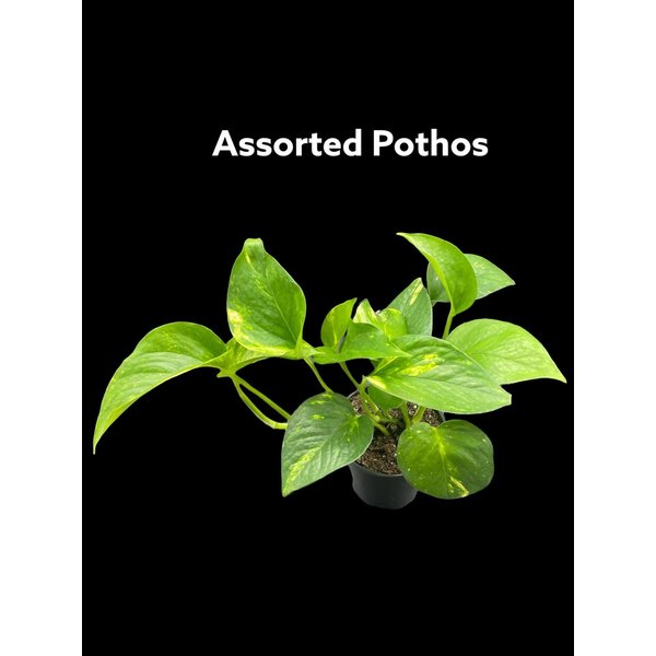 3.5" Assorted Pothos