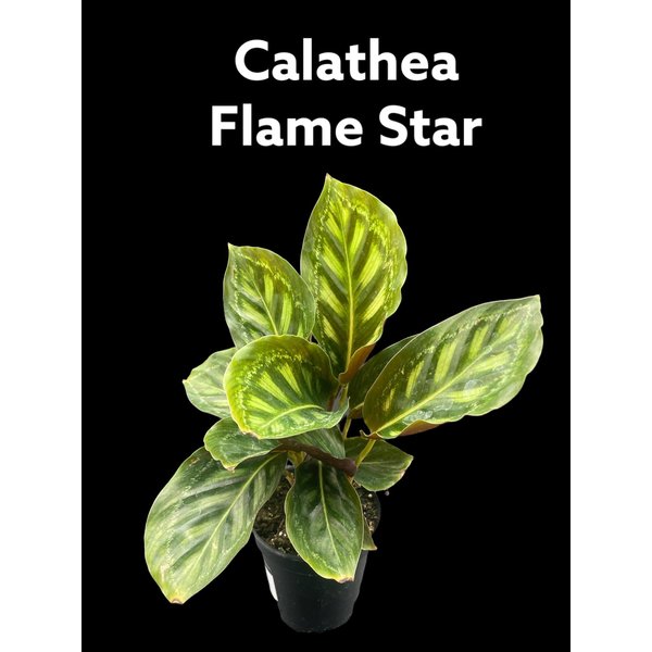 3.5" Calathea Flamestar
