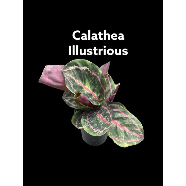 3.5" Calathea Illustrious