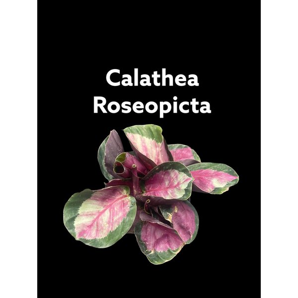 3.5" Calathea Roseopicta