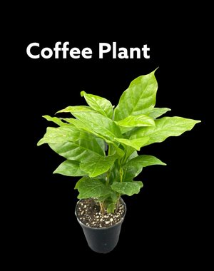  3.5" Coffee Plant