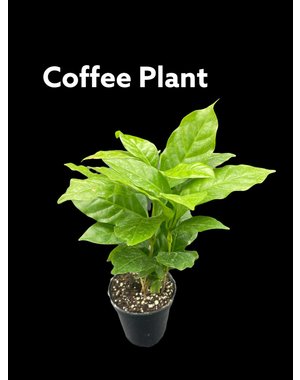  3.5" Coffee Plant