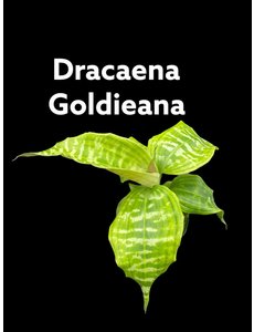  3.5" Dracaena Goldieana