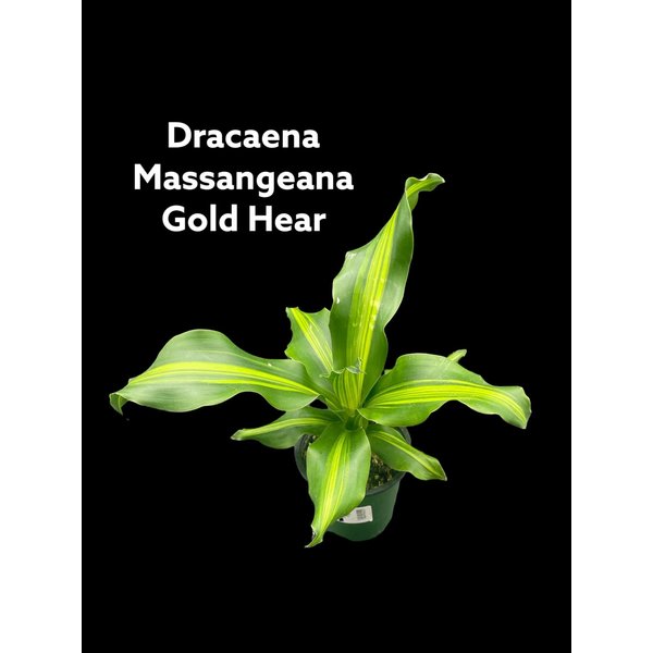 3.5" Dracaena Massangeana Gold Heart
