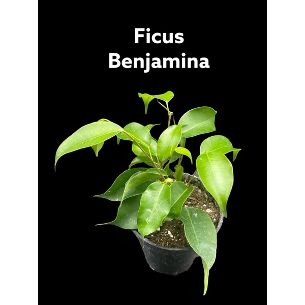 3.5" Ficus Benji