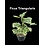 3.5" Ficus Triangularis