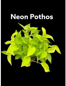  6" Neon Pothos