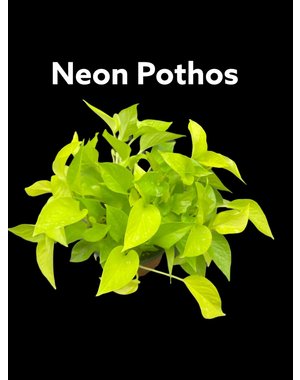  6" Neon Pothos