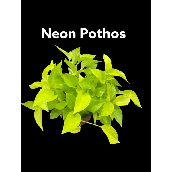 6" Neon Pothos