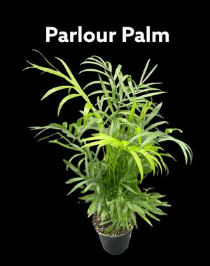  3.5" Parlour Palm