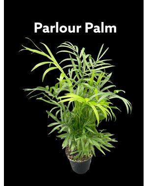  3.5" Parlour Palm
