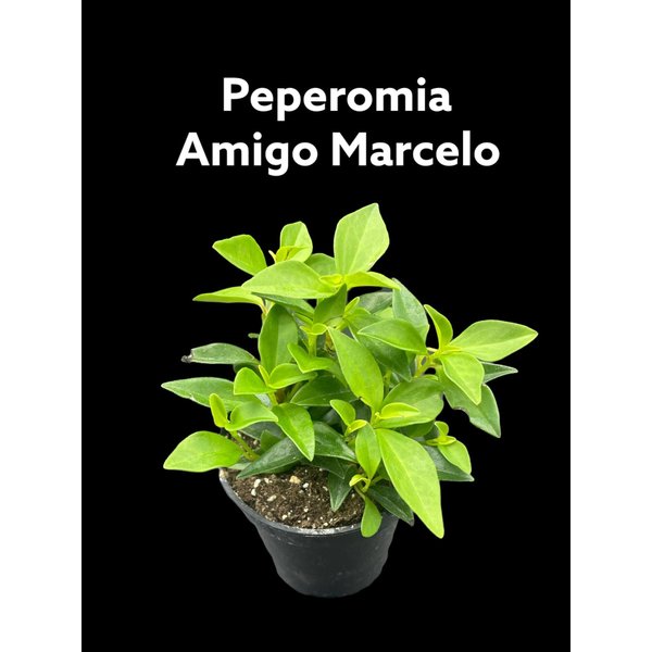 3.5" Peperomia Amigo Marcelo
