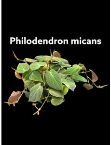 6" Philodendron Micans