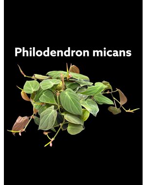  6" Philodendron Micans