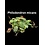6" Philodendron Micans