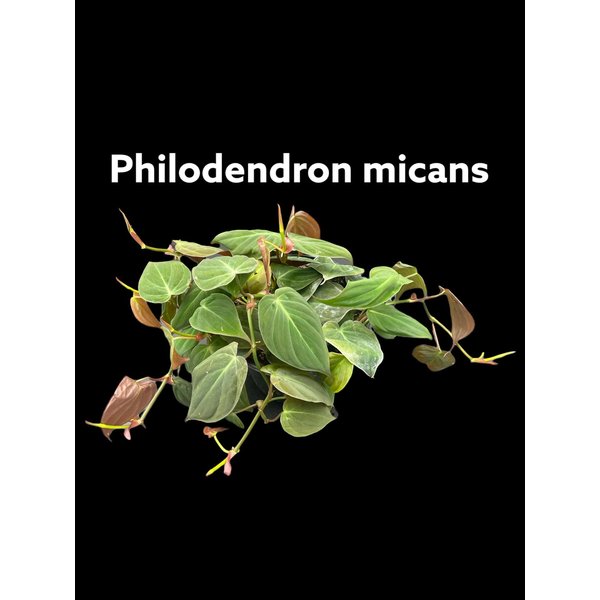 6" Philodendron Micans