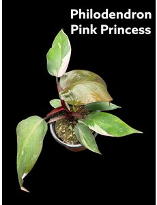  3.5" Philodendron Pink Princess