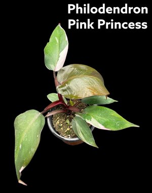  3.5" Philodendron Pink Princess
