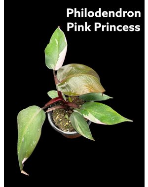  3.5" Philodendron Pink Princess