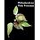 3.5" Philodendron Pink Princess