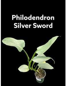  3.5" Philodendron Silver Sword