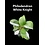 3.5" Philodendron White Knight