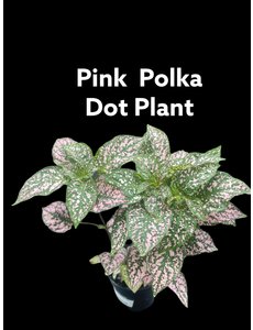  3.5" Polka Dot Plant Pink