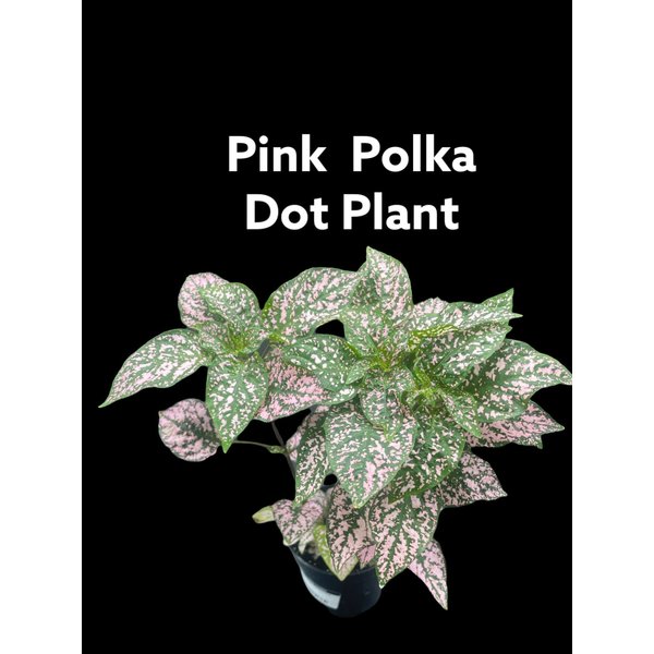 3.5" Polka Dot Plant Pink