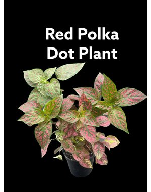  3.5" Polka Dot Plant Red