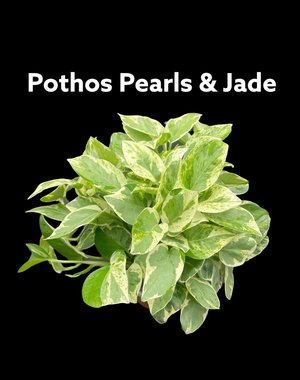  6"  Pothos Pearls & Jade