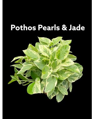  6"  Pothos Pearls & Jade