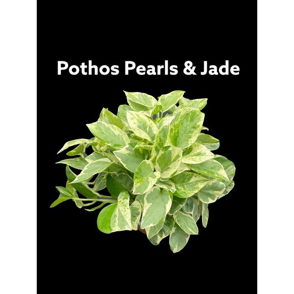 6"  Pothos Pearls & Jade