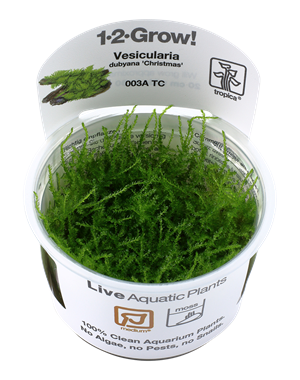 Tropica Tropica 1-2-Grow! Vesicularia montagei "Christmas"