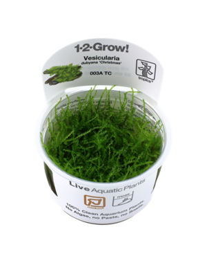 Tropica Tropica 1-2-Grow! Vesicularia montagei "Christmas"