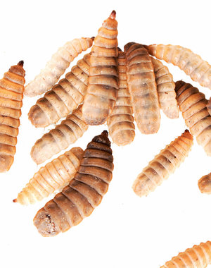 Black Soldier Fly Larva