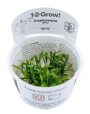 Tropica Tropica 1-2-Grow! Cryptocoryne Parva
