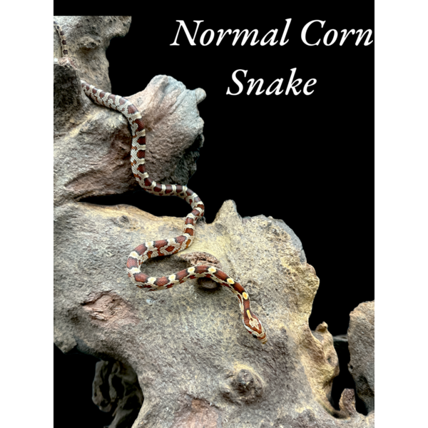 Normal Corn Snake Unsexed