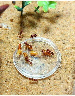  Ant Feeding Dish