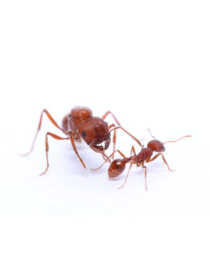 Canada Ant Colony Western Harvester Ant (Pogonomyrmex occidentalis) Queen +1-5 Workers