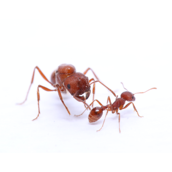 Canada Ant Colony Western Harvester Ant (Pogonomyrmex occidentalis) Queen +1-5 Workers