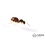 Canada Ant Colony Black Garden Ant (Lasius niger) Queen + 25-50 Workers