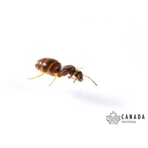 Canada Ant Colony Black Garden Ant (Lasius niger) Queen + 25-50 Workers
