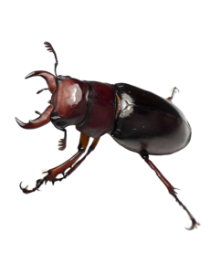  Red Stag Beetle Larvae Kit (Lucanus Capreolus)