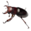 Red Stag Beetle Larvae Kit (Lucanus Capreolus)