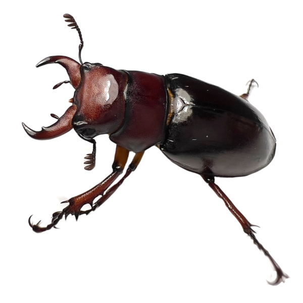 Red Stag Beetle Larvae Kit (Lucanus Capreolus)