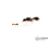 Canada Ant Colony Pavement Ant (Tetramorium immigrans) Queen + 25-50 Workers