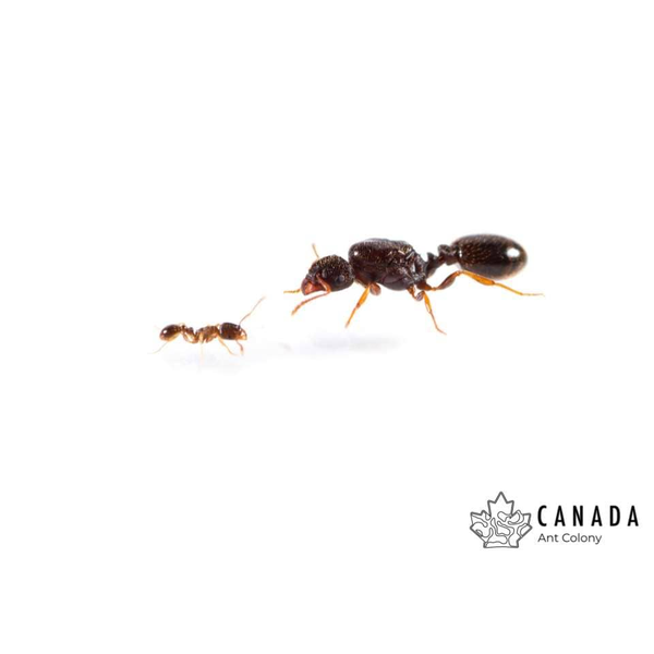 Canada Ant Colony Pavement Ant (Tetramorium immigrans) Queen + 25-50 Workers