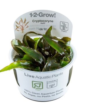 Tropica Tropica 1-2 Grow ! Cryptocoryne nurii
